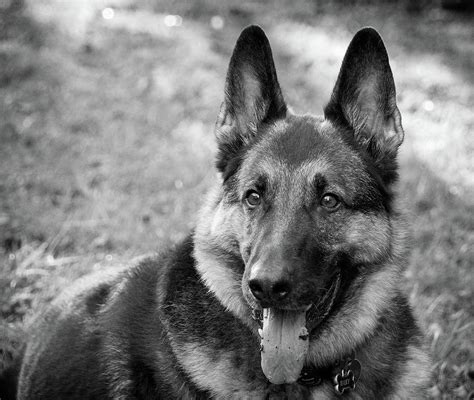 German Shepherd Dog In Black And White Photograph By Angel