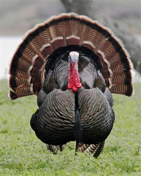 Lets Talk Turkey The History Of A Wild Icon In America The National