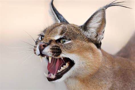 1700 Caracal Stock Photos Pictures And Royalty Free Images Istock