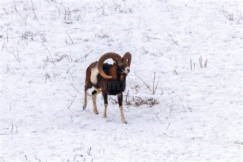 Mouflon Male In Winter Wild Nature Ovis Musimon Stock Image Image Of