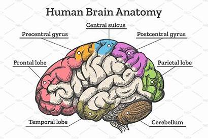 Brain Anatomy Human Diagram Illustrations