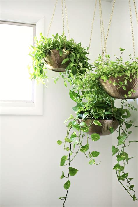 Best Plants For Indoor Hanging Pots