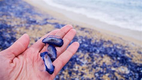 Thousands Of Bizarre Blue Blobs Are Washing Up On California Beaches