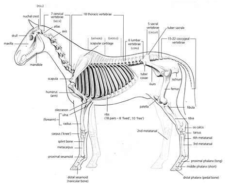 Horse Life And Love All About The Skeleton And Bones