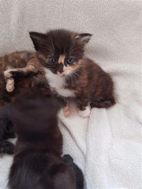 Has been vaccinated, desexed and microchipped. Sold 5 gorgeous kittens for sale | in Swanley, Kent | Gumtree