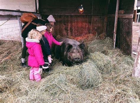 Check spelling or type a new query. Kelowna animal sanctuary sells property; plans to move out ...