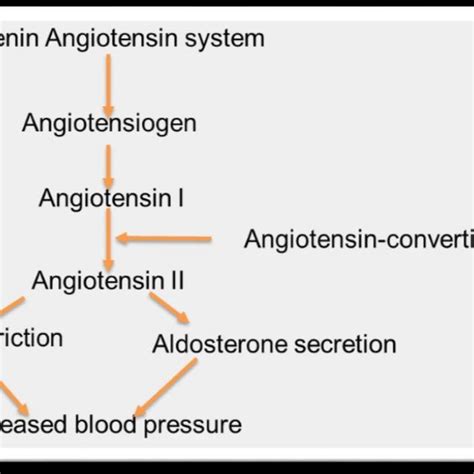 2 Renin Angiotensin Aldosterone System Download Scientific Diagram