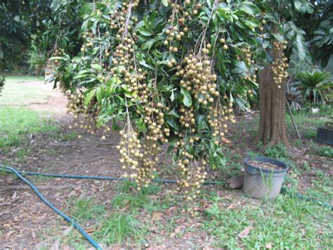 Check spelling or type a new query. Forum: Longan