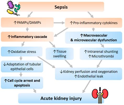 Ijms Free Full Text Sepsis And Acute Kidney Injury A Review