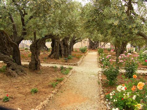 Birding For Pleasure Sunday Thought Garden Of Gethsemane Israel