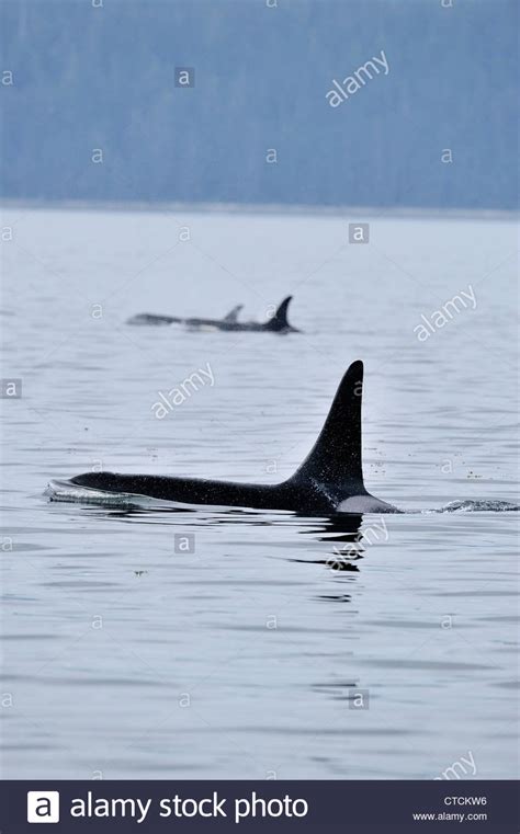 Killer Whale Orcinus Orca Bull Resident Pod Summer Salmon Feeding