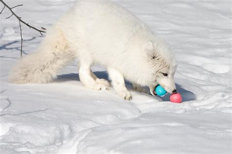 Arctic Fox Easter Treat Yukon Wildlife Preserve