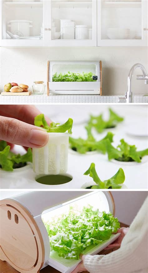 You can make your hydroponic garden as large as your space will accommodate and grow those foods that you want to consume. Countertop Hydroponic Gardens Are Making It Easy To Grow Your Own Greens | Growing food indoors ...