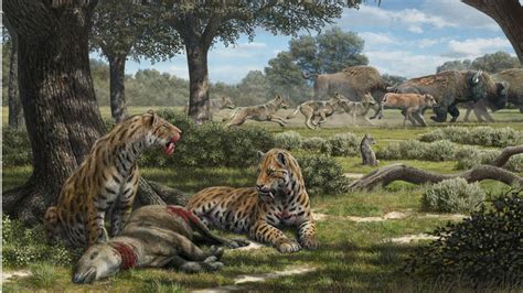Saber Toothed Cats Had A Surprising Diet Fossils Reveal Science Aaas