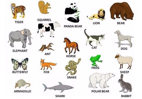 Назви тварин на англійській мові з транскрипцією