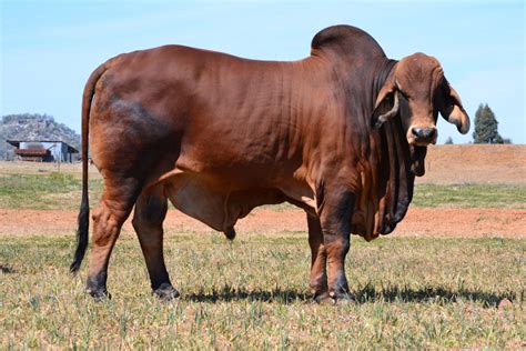 Brahman cattle have a very distinctive appearance with a hump over the shoulders, loose skin under the throat, and large drooping ears. Brahman Cattle for Sale | Toms Cattle