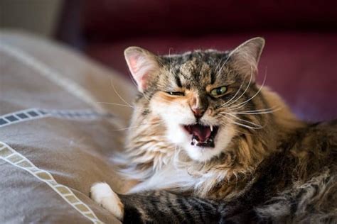 Why Do Cats Scream During Mating