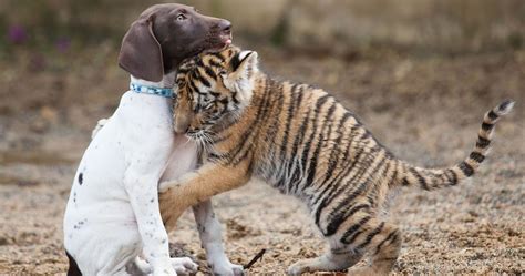 Tiger And Puppy Play Together At Russian Zoo