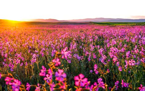1440x900 Flowers Landscape 1440x900 Resolution Hd 4k Wallpapers Images