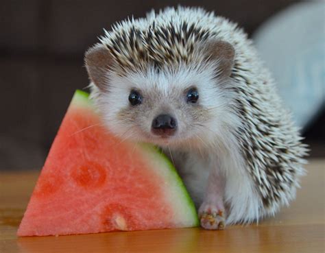 Hedgehog Loves Her Watermelon Raww