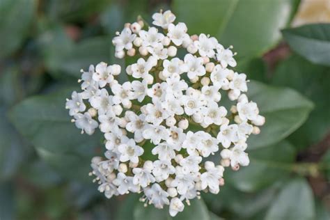 Laurustinus Viburnum Tinus Cluster Of Tiny White Flowers Top View