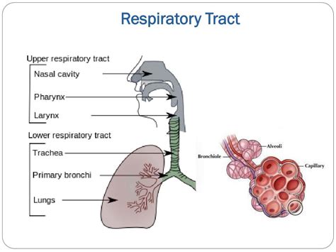 Ppt Respiratory Infections Powerpoint Presentation Free Download