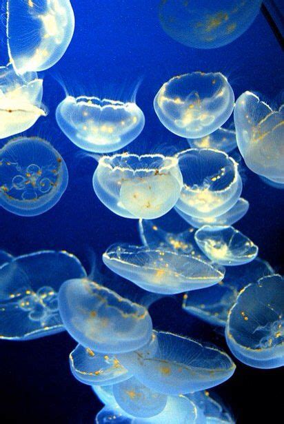 Jelly Fish Jellyfish Beautiful Sea Creatures Sea Jellies