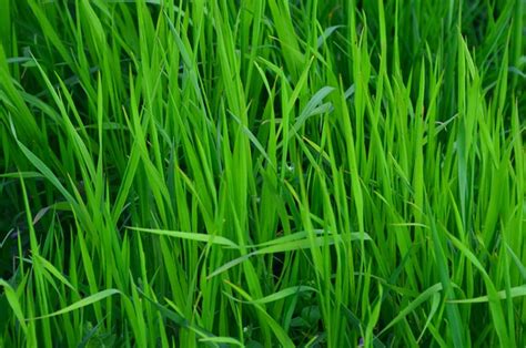 Grass Meadow Green Free Photo On Pixabay Pixabay