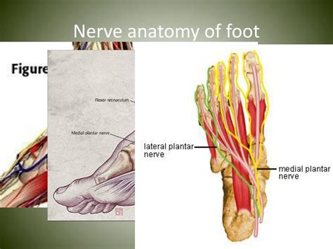 Plantar Foot Nerve Anatomy