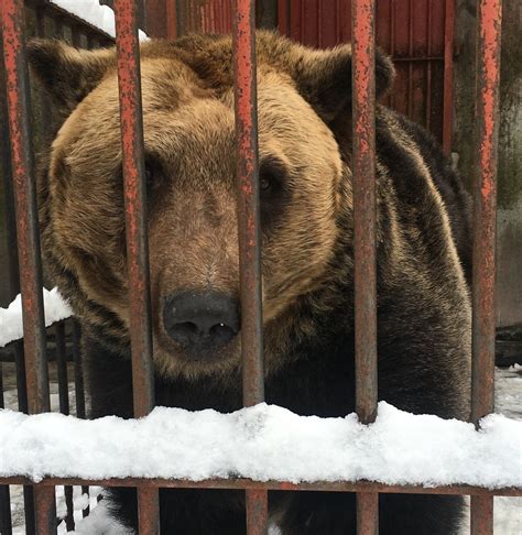 Huge Team Effort Helps Japan Bears Wild Welfare
