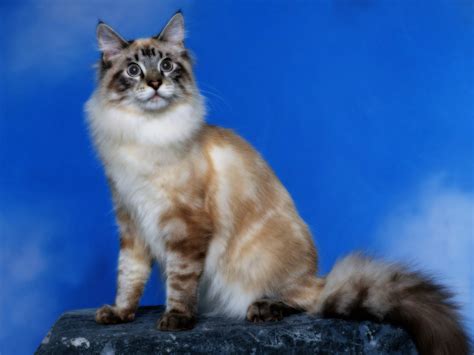 A Cat With A Fluffy Tail Wallpapers And Images