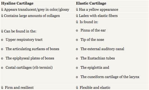 Difference Between Hyaline Cartilage And Elastic Cartilage Faculty Of