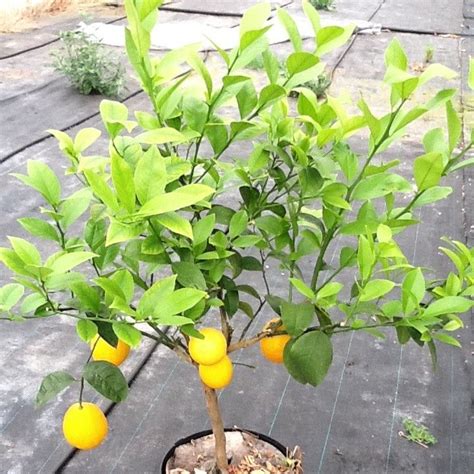Oranger Citrus Sinensis Agrume Aux Belles Oranges Juteuses