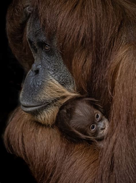 Critically Endangered Orangutan Born At Chester Zoo