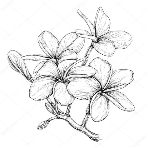 Check spelling or type a new query. Exotic Flower Drawing at GetDrawings | Free download