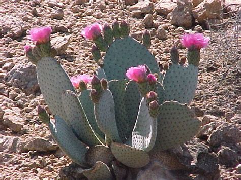 The prickly pear cactus was designated the official plant symbol of texas in 1995. PricklyPearCactus.jpg 640×480 pixels | Prickly pear cactus ...