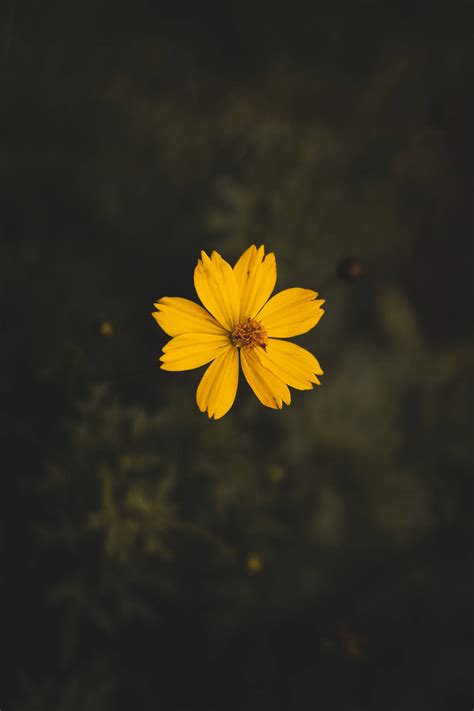 Download Yellow Cosmos Flower 4k Iphone 11 Wallpaper