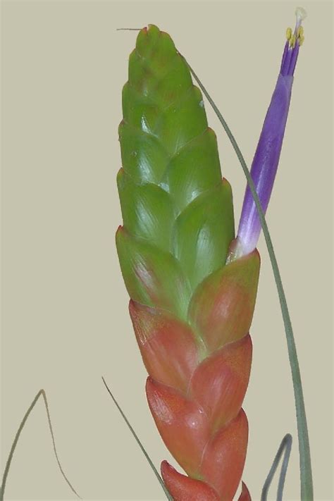 Bromeliads in Australia - Tillandsia fasciculata