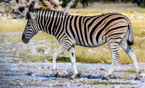 Cannundrums: Burchell's Zebra