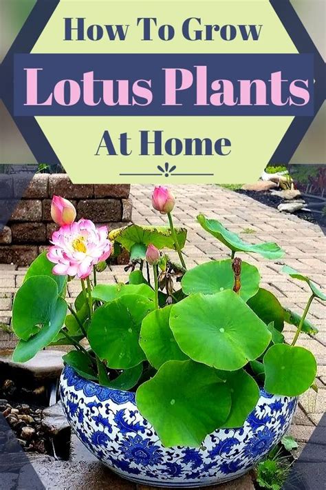 With the help of a file or knife scrape the hard seed coating and reveal many people believe it is not possible to grow lotus flowers indoors but lotus can actually thrive indoors if you grow them properly. Growing Lotus 101 | Water garden plants, Lotus plant, Plants