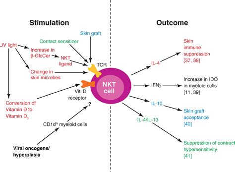 Nkt provides turnkey cable solutions. Immunosuppressive roles of natural killer T (NKT) cells in ...