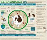 Pet Insurance Images