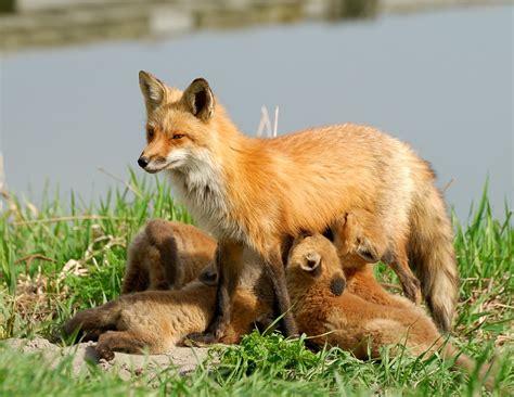 Renardeaux Red Fox Rolland Gelly Flickr
