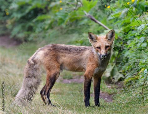 Red Fox In Summer Stockfotos Und Lizenzfreie Bilder Auf