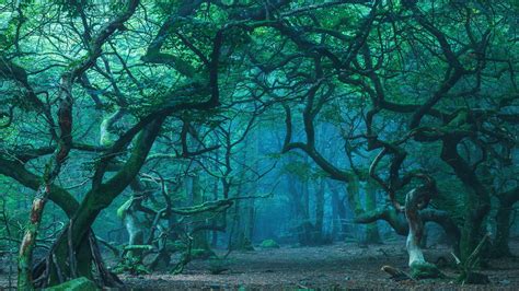 Greenery Forest Trees Hd Nature Wallpapers Hd Wallpapers Id 48209
