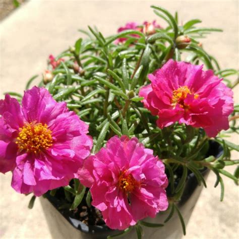 Portulaca Grandiflora Pink Pink Portulaca Uploaded By Lolabunbun