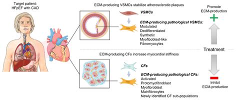 Cells Free Full Text Fibrotic Signaling In Cardiac Fibroblasts And