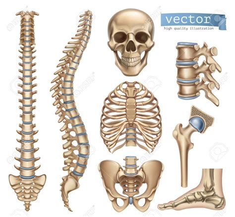 Jul 30, 2018 · female pelvis bones. Back Bones Diagram - Round Back Deadlifts - Robertson ...