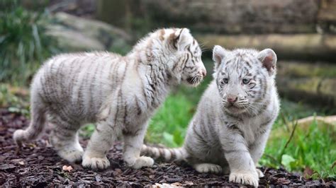71 White Tiger Cubs Wallpaper