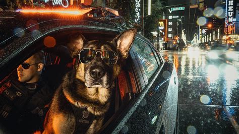 Cool K9 Police Dog With Sunglasses Hd Wallpaper Background Image